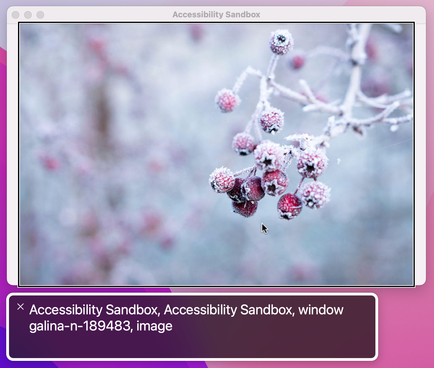 A picture of frozen berries. Voiceover has outlined the image, and says 'galina-n-189483, image'.